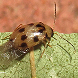 Afromaculepta decemmaculata